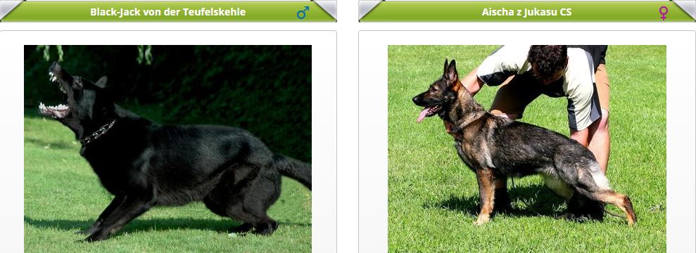 vrh F (Black-Jack v. d. Teufelskehle x Aischa z Jukasu)