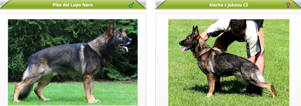 vrh G (Pike del Lupo Nero x Aischa z Jukasu)