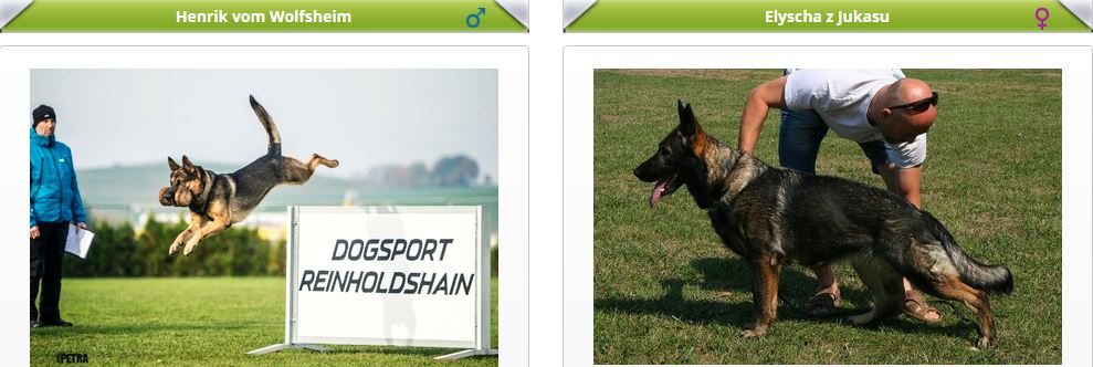 vrh L (Henrik v. Wolfsheim x Elyscha z Jukasu)