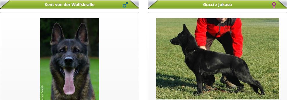 vrh M (Kent v. Wolfskralle x Gucci z Jukasu)