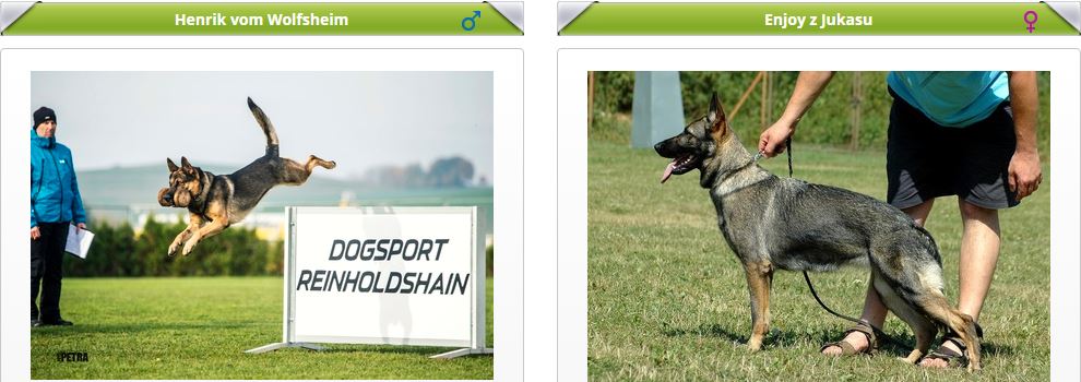 vrh N (Henrik v. Wolfsheim x Enjoy z Jukasu)