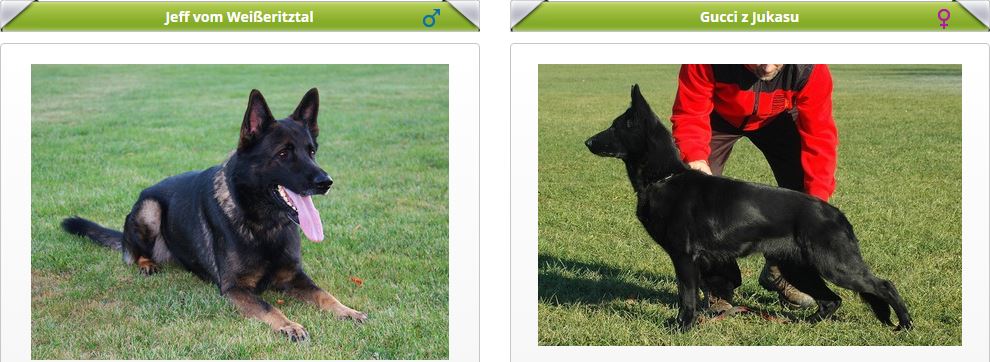 vrh P (Jeff v. Weißeritztal x Gucci z Jukasu)