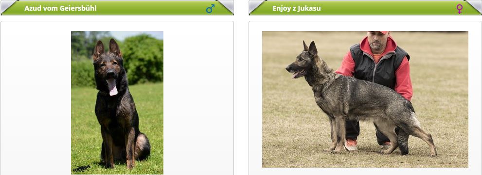 vrh Q (Azud v. Geiersbühl x Enjoy z Jukasu)