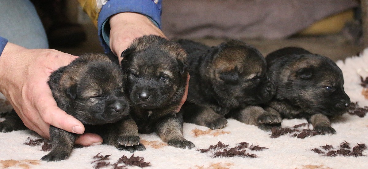 vrh B3 z Jukasu (Eros v. Ihorster Busch x Chilli z Jukasu)