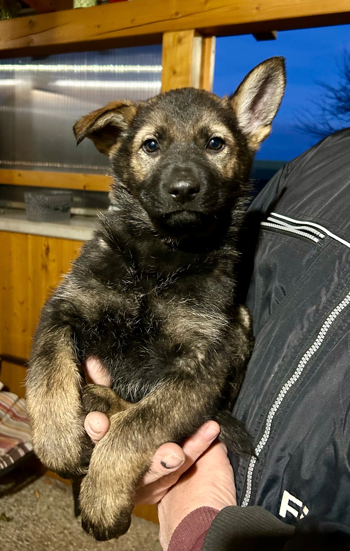 Brina - volná fenka